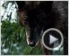 Loup Extrait vidéo
