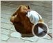 Bambou Teaser (2)
