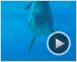 Voyage sous les mers 3D Bande-annonce (2) VF