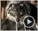 Pierre et le loup Extrait vidéo (2)