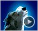 Alpha & Omega - 3D Teaser VF