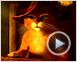 Le Chat Potté Bande-annonce VO