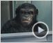 La Planète des singes : les origines Bande-annonce (2) VO