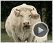 Bovines Teaser