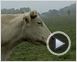 Bovines Teaser (2)