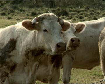 Bovines Bande-annonce