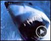 Peur bleue Bande-annonce VO
