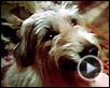 Winn-Dixie mon meilleur ami Bande-annonce VF