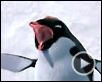 Happy Feet Bande-annonce (3) VO