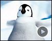 Happy Feet Bande-annonce (4) VO
