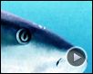 Les Seigneurs de la mer Extrait vidéo VO