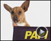 Le Chihuahua de Beverly Hills Teaser
