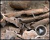 Pluie du diable Extrait vidéo (3) VO