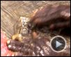 La Fièvre de l'or Teaser (2) VO