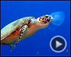 Voyage sous les mers 3D Extrait vidéo (2) VF