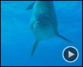 Voyage sous les mers 3D Bande-annonce (2) VF