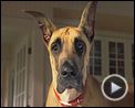 Marmaduke Bande-annonce VF