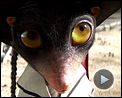 Rango Bande-annonce (3) VO