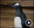 M. Popper et ses pingouins Extrait vidéo (4) VF