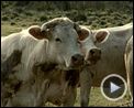 Bovines Bande-annonce