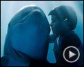 L'Incroyable histoire de Winter le dauphin Bande-annonce VF