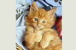 noibouille