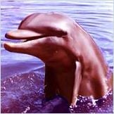 Flipper