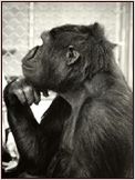 Koko, le gorille qui parle