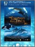 Dauphins et baleines 3D, nomades des mers