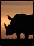 Rhinocéros en péril