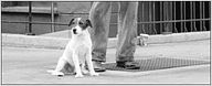 "The Artist" : le chien Uggie va publier ses mémoires !