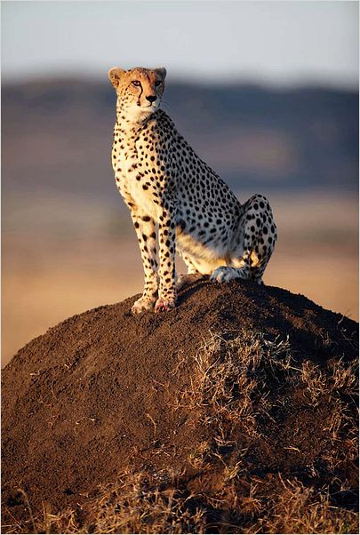 Félins : photo Alastair Fothergill, Keith Scholey