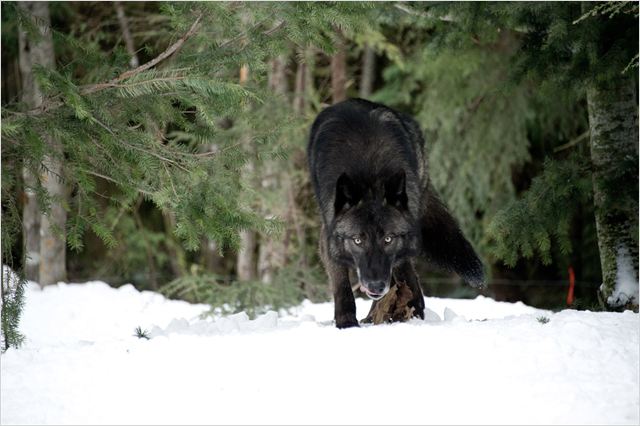 Le Territoire des Loups : photo Joe Carnahan