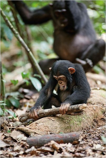 Chimpanzés : photo