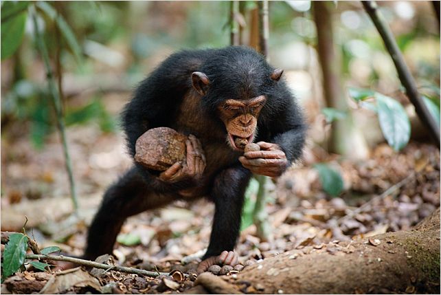 Chimpanzés : photo