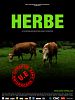 Photo : Herbe