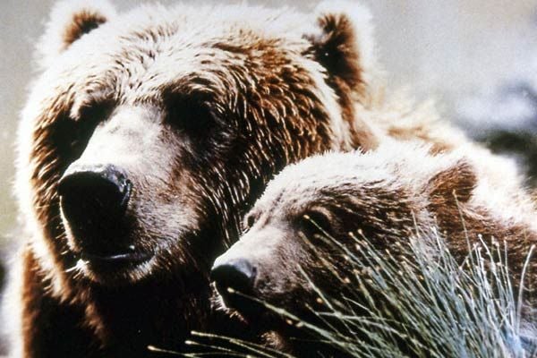 L'Ours