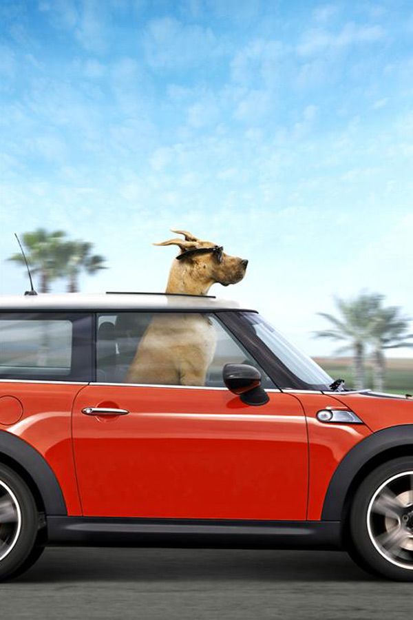 Marmaduke